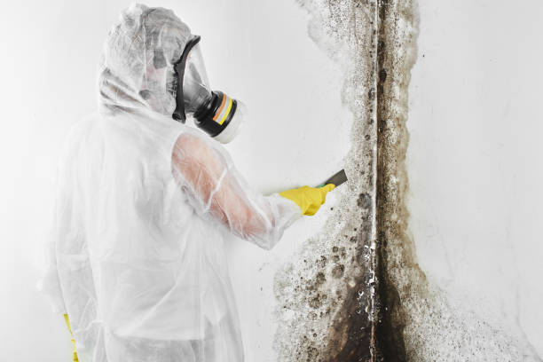 Best Commercial Mold Removal  in Wellsville, OH