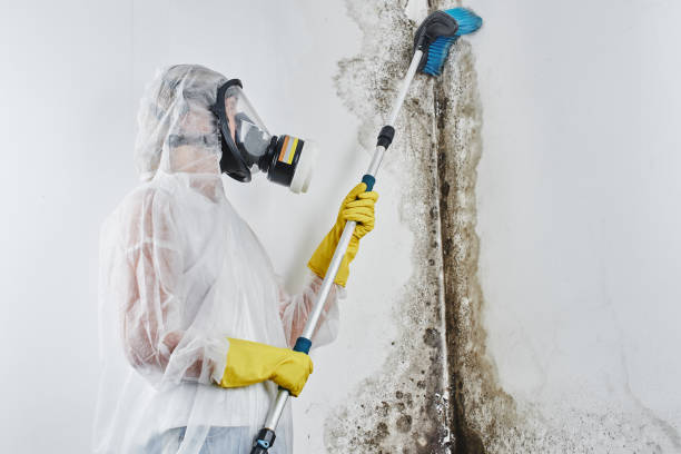 Best Mold Damage Repair  in Wellsville, OH