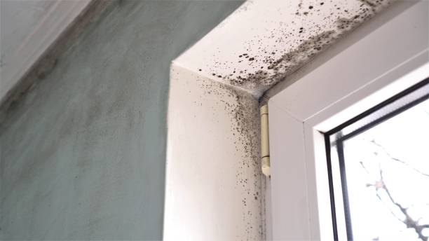 Best Fast Mold Removal  in Wellsville, OH