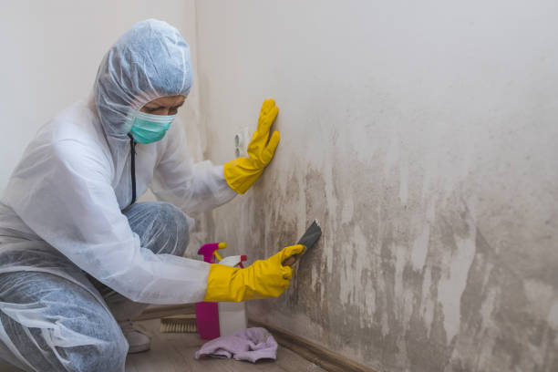 Best Certified Mold Removal  in Wellsville, OH