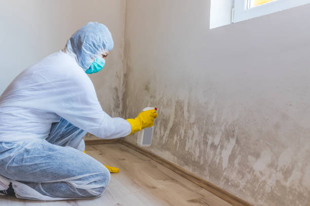 Best Crawl Space Mold Removal  in Wellsville, OH