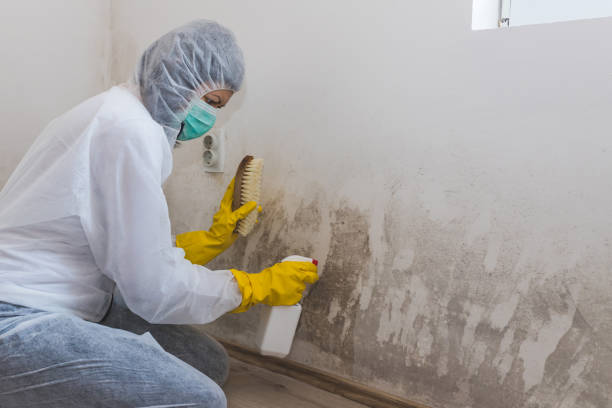 Best Black Mold Removal  in Wellsville, OH