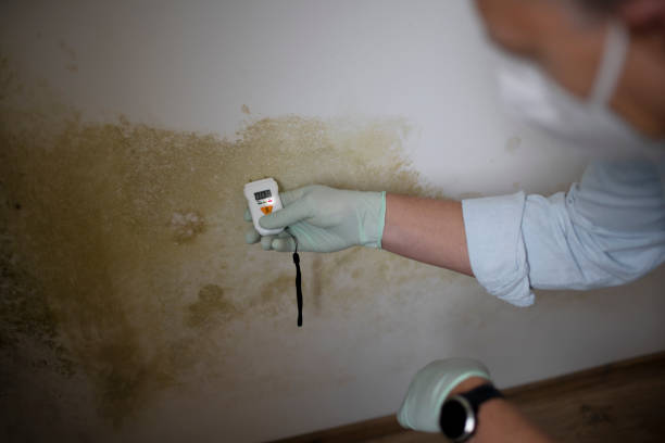 Best Water Damage Restoration  in Wellsville, OH