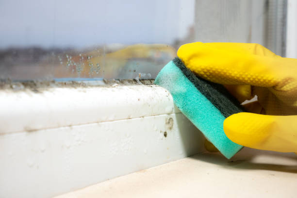 Mold Removal Process in Wellsville, OH