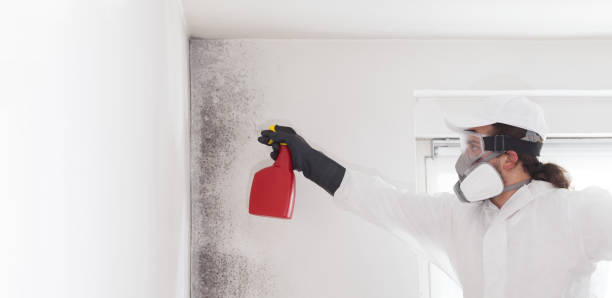 Best Local Mold Removal Service  in Wellsville, OH
