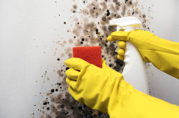 Best Mold Cleaning Services  in Wellsville, OH