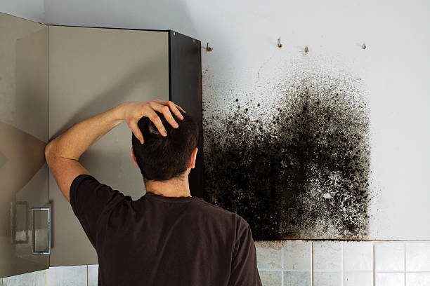 Trusted Wellsville, OH Mold Removal Experts