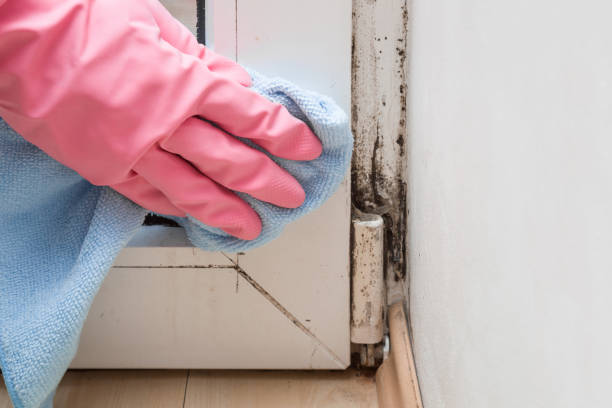 Best Affordable Mold Removal  in Wellsville, OH