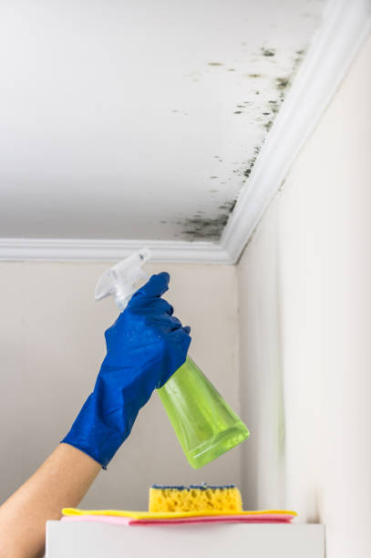 Best Mold Testing  in Wellsville, OH