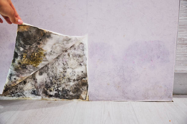 Professional Mold Removal in Wellsville, OH